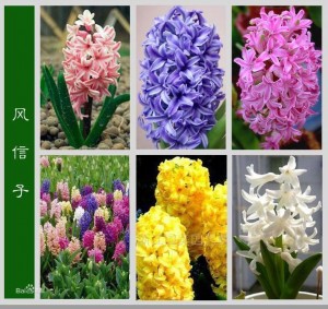 hyacinthus orientalis